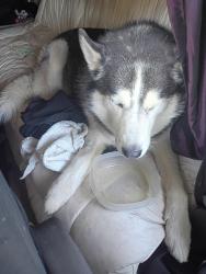 Found/Stray Unknown Dog last seen Cherokee Dr, Lodi, CA 95240