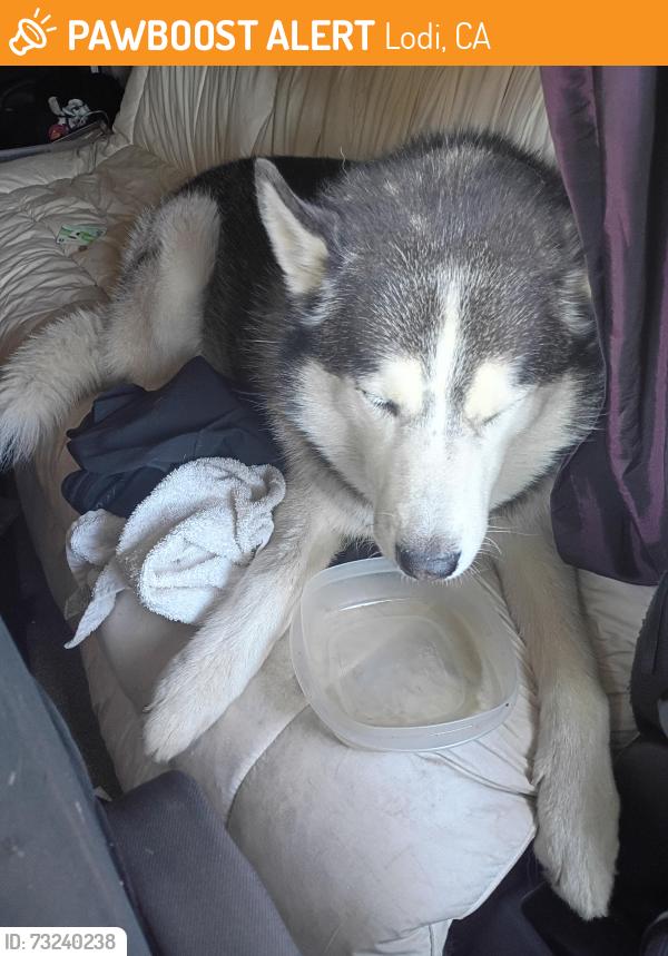 Found/Stray Unknown Dog last seen Cherokee Dr, Lodi, CA 95240