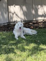 Reunited Unknown Dog last seen Quail Lakes, Stockton, CA 95207