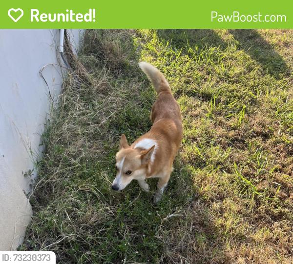 Reunited Male Dog last seen S County Road 810 and Highway 3136, Alvarado, TX 76009