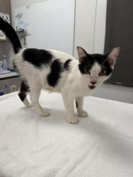 Shelter Stray Female Cat last seen Near Roberts, 64124, MO, 7077 Elmwood Ave, Kansas City, MO 64132, USA