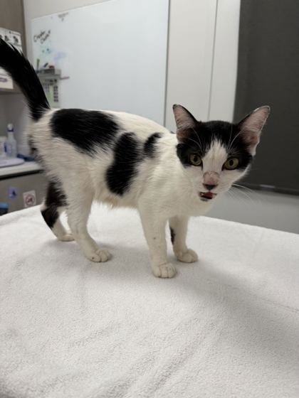 Shelter Stray Female Cat last seen Near Roberts, 64124, MO, 7077 Elmwood Ave, Kansas City, MO 64132, USA