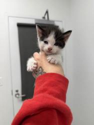 Shelter Stray Male Cat last seen Near Roberts, 64124, MO, 7077 Elmwood Ave, Kansas City, MO 64132, USA