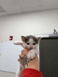 Shelter Stray Male Cat last seen Near Roberts, 64124, MO, 7077 Elmwood Ave, Kansas City, MO 64132, USA