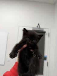 Shelter Stray Female Cat last seen Near Roberts, 64124, MO, 7077 Elmwood Ave, Kansas City, MO 64132, USA