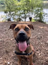 Shelter Stray Female Dog last seen Near Moreland Ave, Conley, GA 30288, 30288, GA, 3280 Chamblee Dunwoody Rd, Chamblee, GA 30341, USA