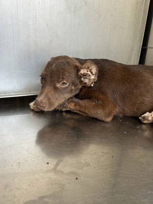Shelter Stray Female Dog last seen Near E MADDOX AVE, Central District, TX, 355 Hillshire Dr, Haslet, TX 76052, USA