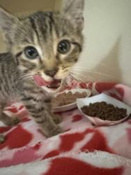 Shelter Stray Male Cat last seen Near Arizona Avenue, Atlanta, GA, 30307, 30307, GA, 3280 Chamblee Dunwoody Rd, Chamblee, GA 30341, USA