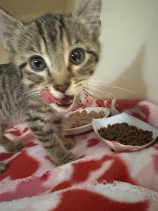 Shelter Stray Male Cat last seen Near Arizona Avenue, Atlanta, GA, 30307, 30307, GA, 3280 Chamblee Dunwoody Rd, Chamblee, GA 30341, USA