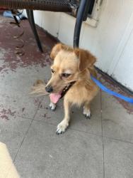 Shelter Stray Male Dog last seen Alter Dr, East District, TX, 355 Hillshire Dr, Haslet, TX 76052, USA