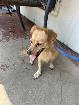 Shelter Stray Male Dog last seen Alter Dr, East District, TX, 355 Hillshire Dr, Haslet, TX 76052, USA