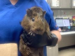 Shelter Stray Female Guinea pig last seen Near Porthole Ln, North District, TX, 355 Hillshire Dr, Haslet, TX 76052, USA