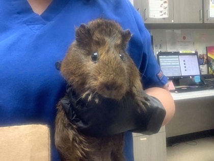 Shelter Stray Female Guinea pig last seen Near Porthole Ln, North District, TX, 355 Hillshire Dr, Haslet, TX 76052, USA