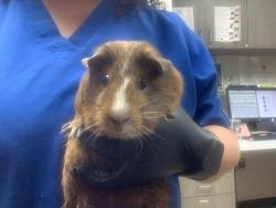 Shelter Stray Female Guinea pig last seen Near Porthole Ln, North District, TX, 355 Hillshire Dr, Haslet, TX 76052, USA