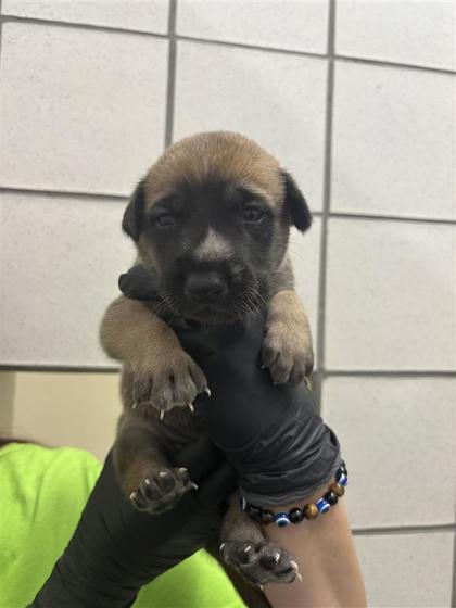 Shelter Stray Male Dog last seen Near Mentone, Socorro, TX, 5001 Fred Wilson Ave, El Paso, TX 79906, USA