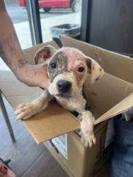 Shelter Stray Male Dog last seen Near Redford Drive SE, Atlanta, GA, 1251 Fulton Industrial Blvd NW, Atlanta, GA 30336, USA