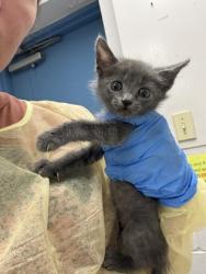 Shelter Stray Male Cat last seen HSSM Property, HSSM Property, MS, 2615 25th Ave, Gulfport, MS 39501, USA