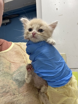 Shelter Stray Female Cat last seen HSSM Property, HSSM Property, MS, 2615 25th Ave, Gulfport, MS 39501, USA