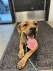 Shelter Stray Male Dog last seen S Locan Ave & E Central Ave, Fresno Zone Fresno CO 3 93725, CA, 1510 W Dan Ronquillo Dr, Fresno, CA 93706, USA