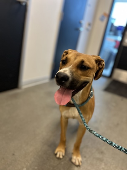 Shelter Stray Male Dog last seen S Locan Ave & E Central Ave, Fresno Zone Fresno CO 3 93725, CA, 1510 W Dan Ronquillo Dr, Fresno, CA 93706, USA
