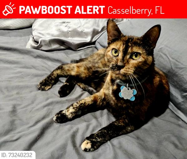 Lost Female Cat last seen Plumosa and 17-92, Casselberry, FL 32707