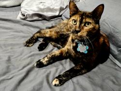 Lost Female Cat last seen Plumosa and 17-92, Casselberry, FL 32707