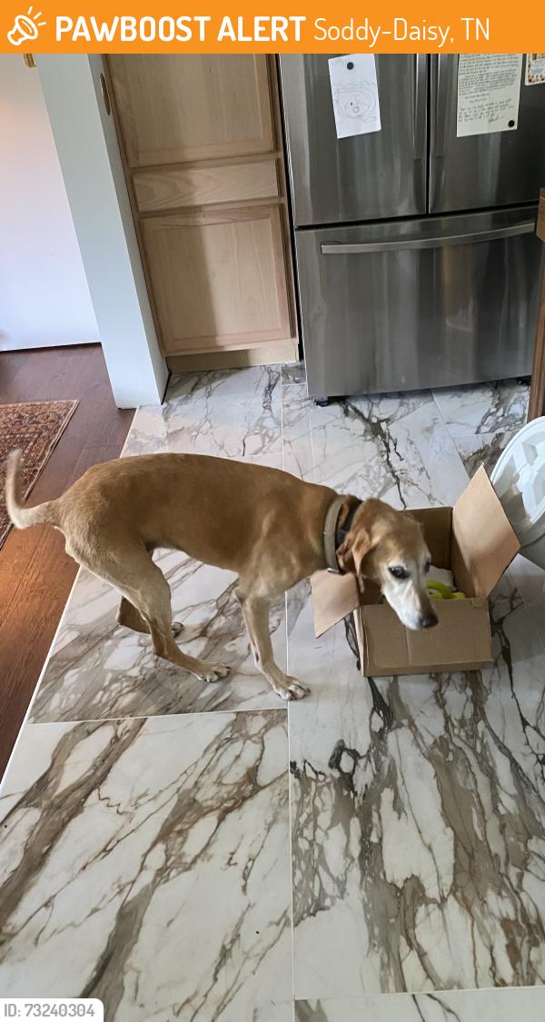 Found/Stray Female Dog last seen Mowbray Mountain, Soddy-Daisy, TN 37379
