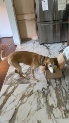 Found/Stray Female Dog last seen Mowbray Mountain, Soddy-Daisy, TN 37379
