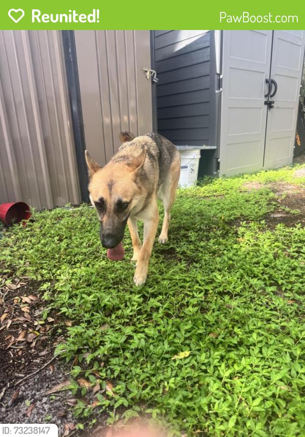 Reunited Female Dog last seen Peters and Wurst Rd, Ocoee, FL 34761