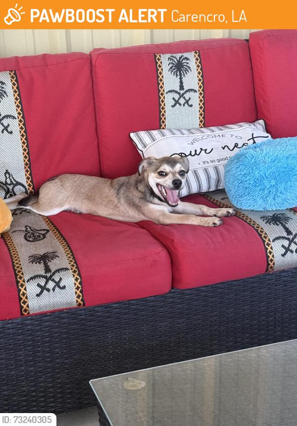 Found/Stray Male Dog last seen Ira st, Carencro, LA 70520