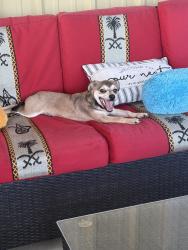 Found/Stray Male Dog last seen Ira st, Carencro, LA 70520
