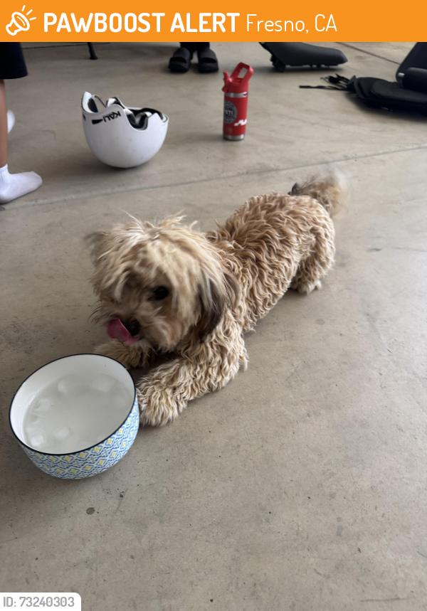 Found/Stray Male Dog last seen Grantland & Ashland, Fresno, CA 93723