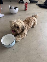 Found/Stray Male Dog last seen Grantland & Ashland, Fresno, CA 93723