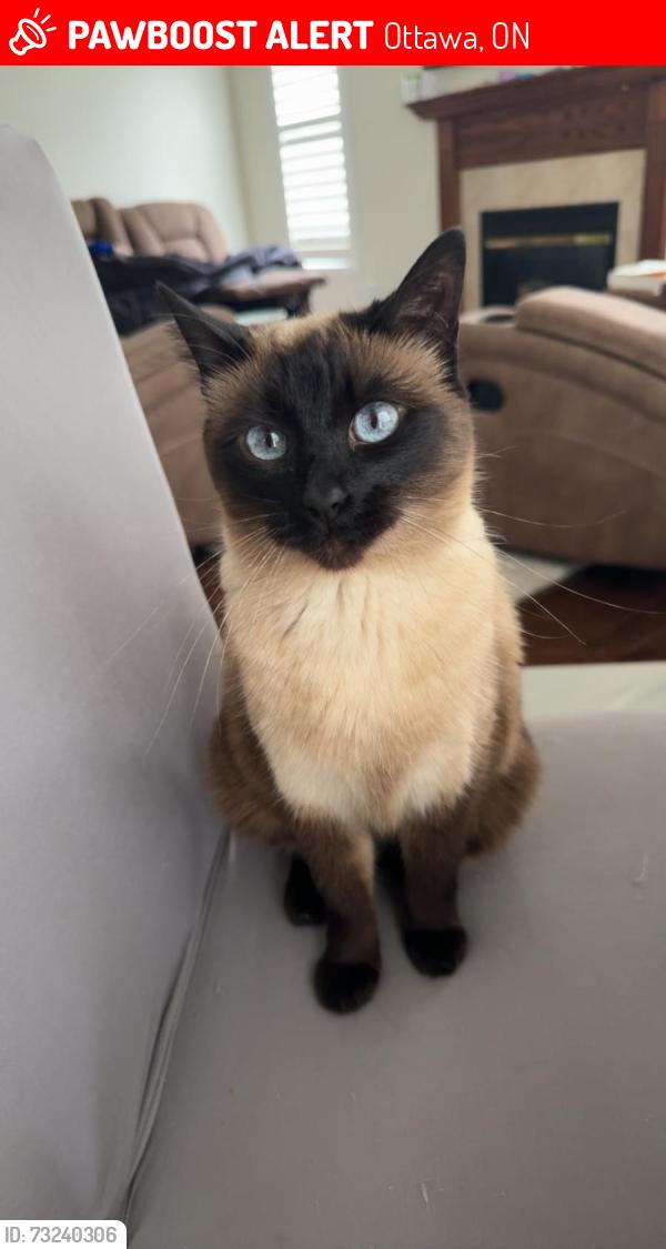 Lost Female Cat last seen Shirley’s Brook drive, Ottawa, ON 