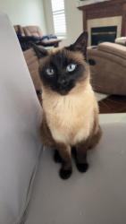 Lost Female Cat last seen Shirley’s Brook drive, Ottawa, ON 