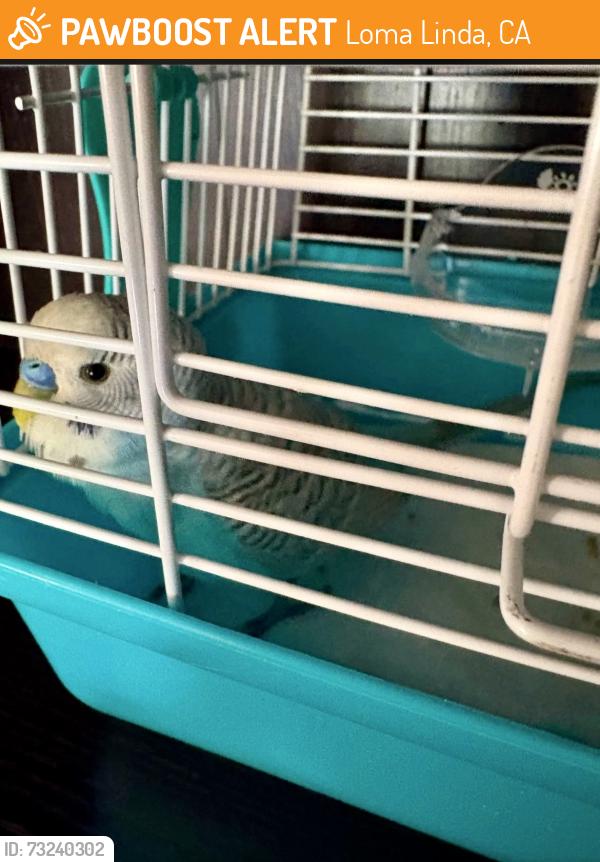 Found/Stray Male Bird last seen Loma Linda VA Medical Center/ Benton St & Barton Rd., Loma Linda, CA 92357