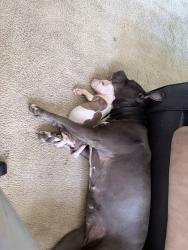 Lost Female Dog last seen Halstead, Riverdale, IL 60827