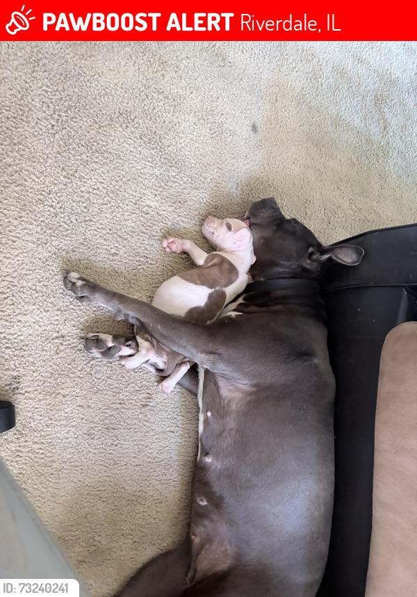 Lost Female Dog last seen Halstead, Riverdale, IL 60827