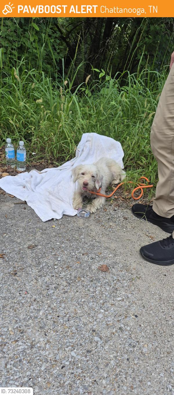Found/Stray Unknown Dog last seen Hwy 58, Chattanooga, TN 37406