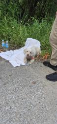 Found/Stray Unknown Dog last seen Hwy 58, Chattanooga, TN 37406