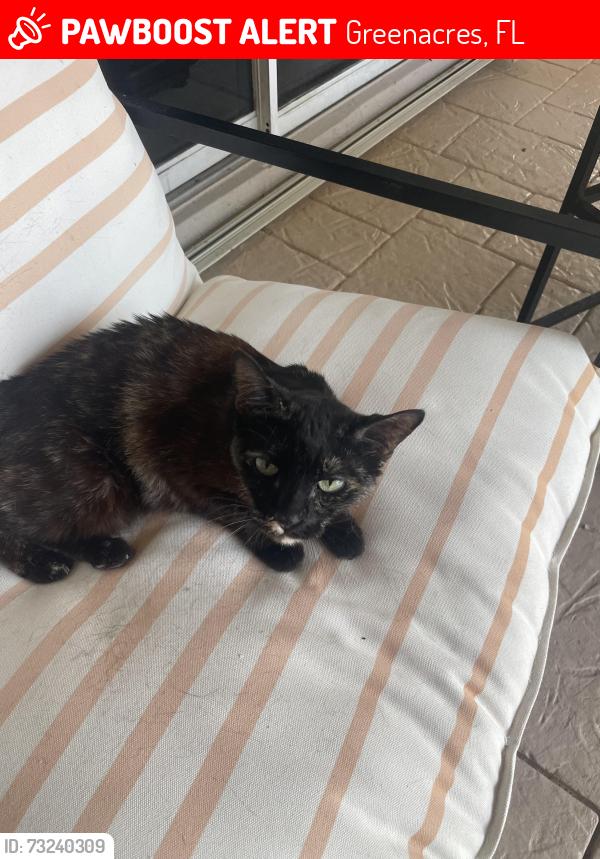 Lost Female Cat last seen Winston Trails, Greenacres, FL 33463