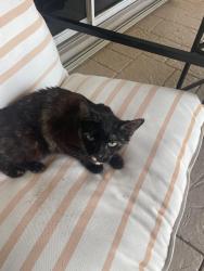 Lost Female Cat last seen Winston Trails, Greenacres, FL 33463