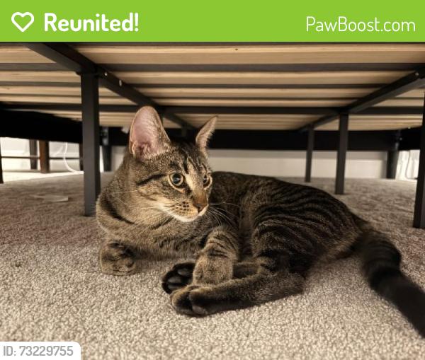 Reunited Female Cat last seen TLC Academy, Sammamish, Sammamish, WA 98074