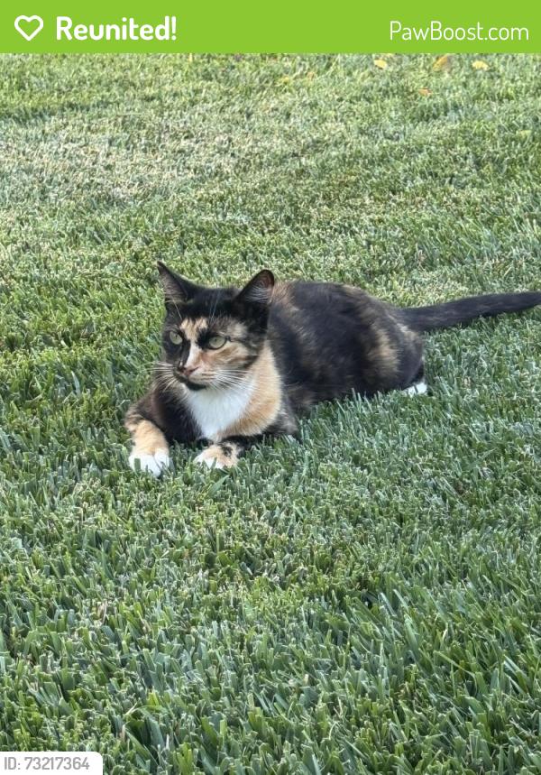 Reunited Female Cat last seen Vail way and Antigua dr., Jurupa Valley, CA 91752