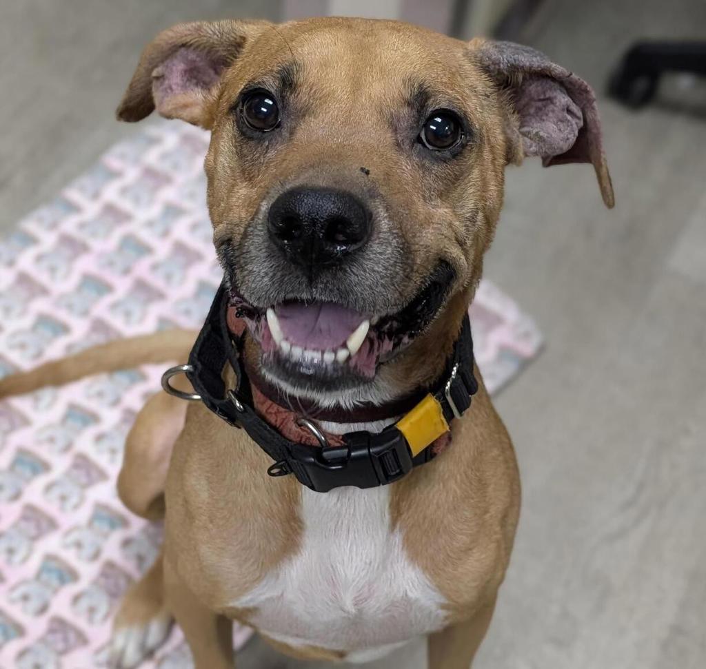 Shelter Stray Male Dog last seen Near Village Glen Drive, San Diego, CA, 92123, 5500 Gaines St, San Diego, CA 92110, USA