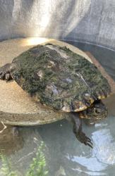 Shelter Stray Male Reptile last seen Near La Honda, Escondido, CA, 92027, Escondido, CA 92027, USA