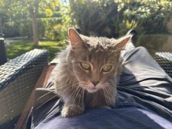Lost Unknown Cat last seen Near th street and Carlyle, Santa Monica, CA 90402