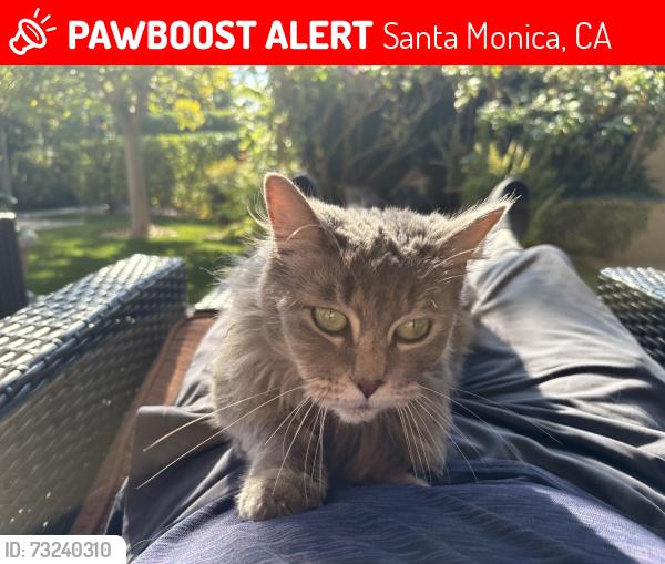 Lost Unknown Cat last seen Near th street and Carlyle, Santa Monica, CA 90402