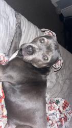 Lost Female Dog last seen Whiteland rd, Whiteland, IN 46184