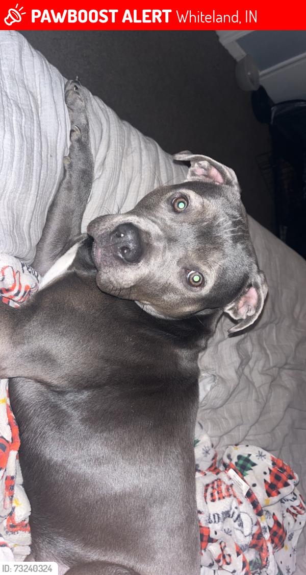 Lost Female Dog last seen Whiteland rd, Whiteland, IN 46184